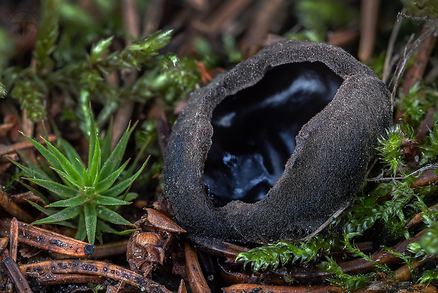 misôčka černastá Pseudoplectania nigrella (Pers.) Fuckel