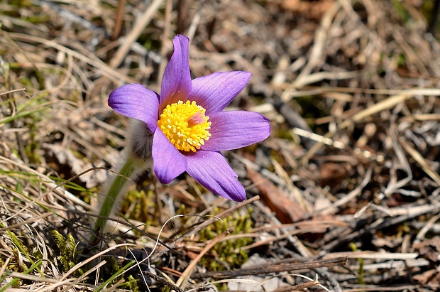 poniklec slovenský Pulsatilla slavica Reuss