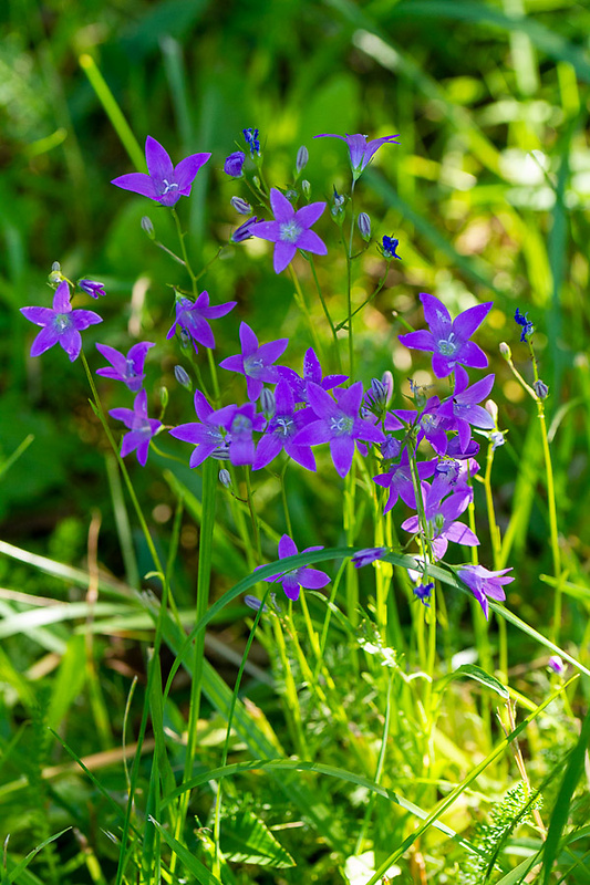 zvonček konáristý Campanula patula L.