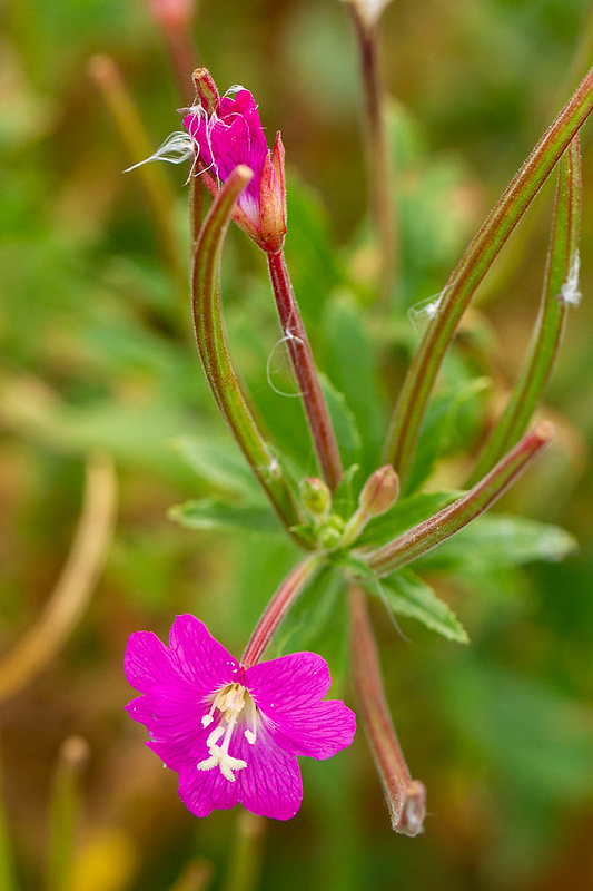 vŕbovka chlpatá Epilobium hirsutum L.