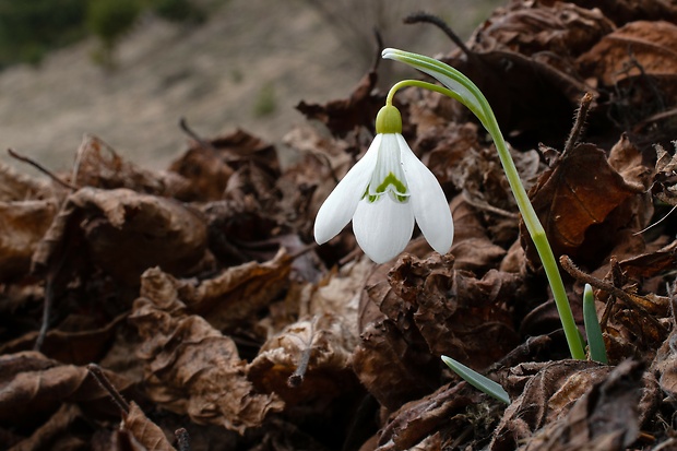 snežienka jarná Galanthus nivalis L.