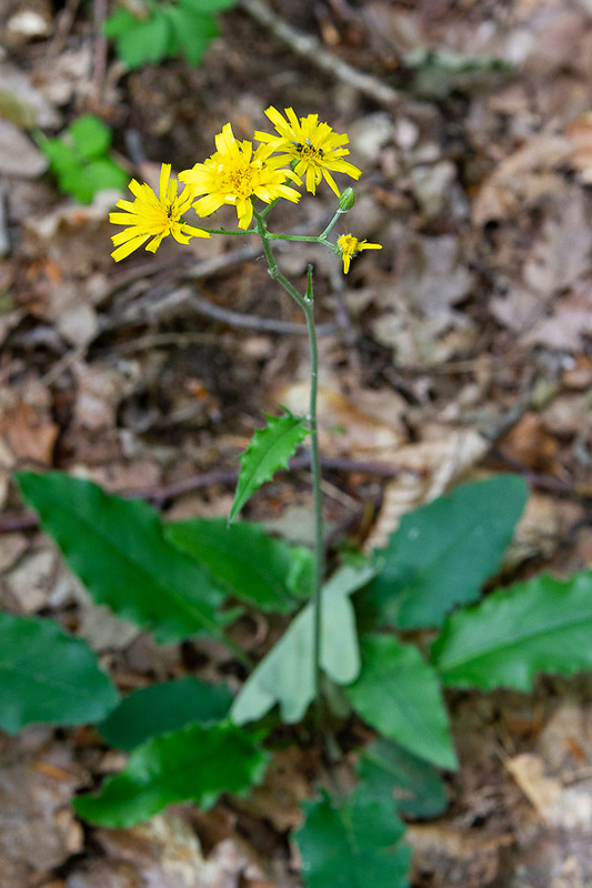 jastrabník lesný Hieracium murorum L.