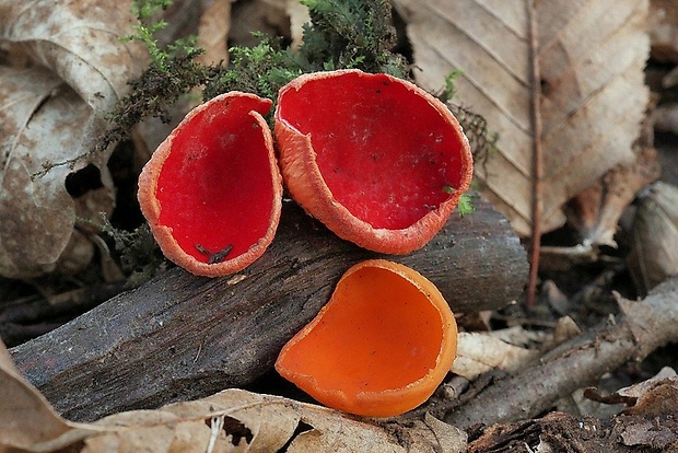 ohnivec šarlátový Sarcoscypha coccinea (Gray) Boud.