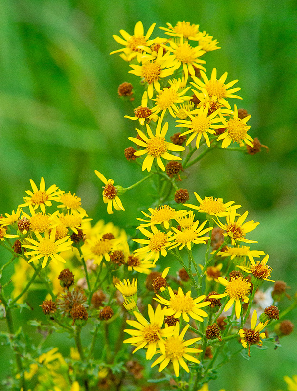 starček jakubov Senecio jacobaea L.