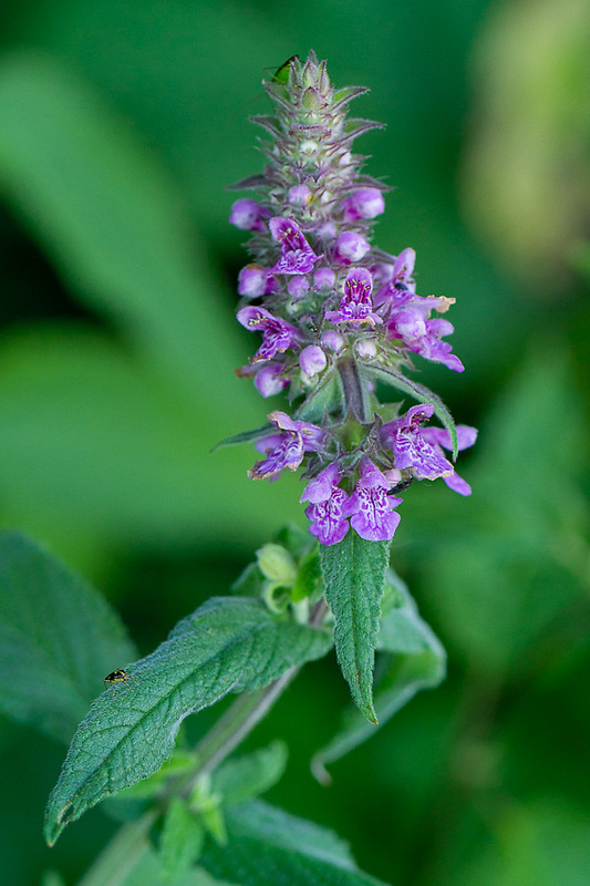 čistec močiarny Stachys palustris L.