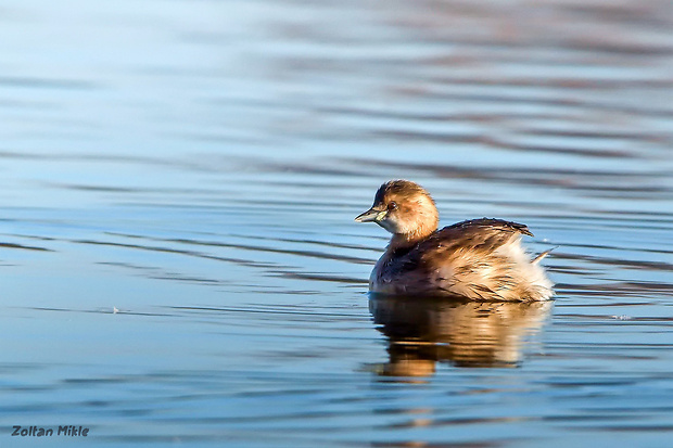 potápka malá Tachybaptus ruficollis