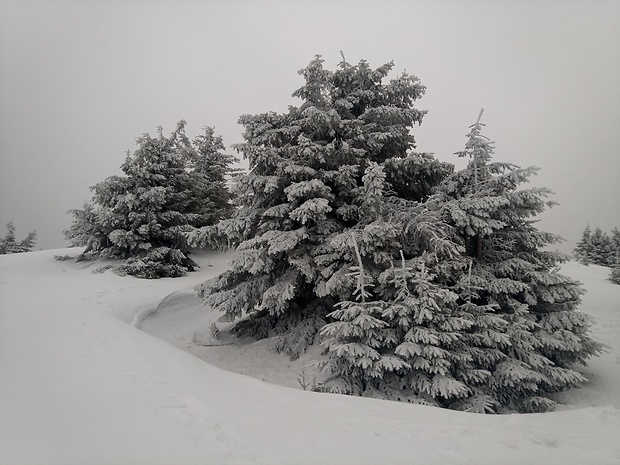 5. marca pod vrchom Minčol 1364 m.n.m.