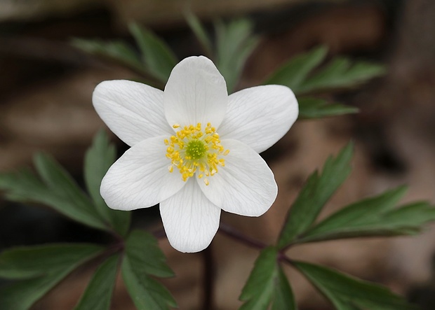 veternica hájna Anemone nemorosa L.