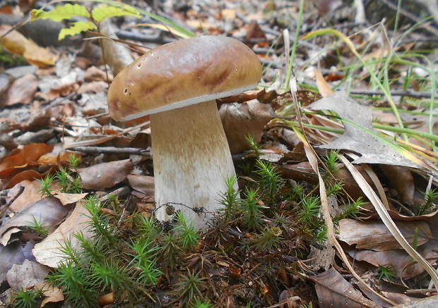 hríb smrekový Boletus edulis Bull.