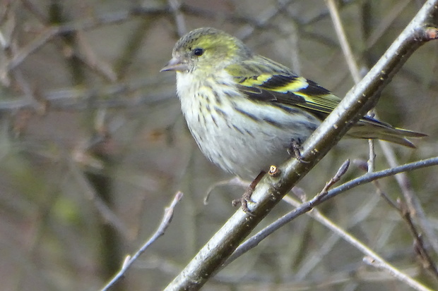 stehlík čížavý Carduelis spinus