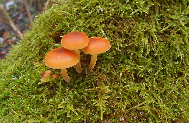 plamienka Flammulina sp.