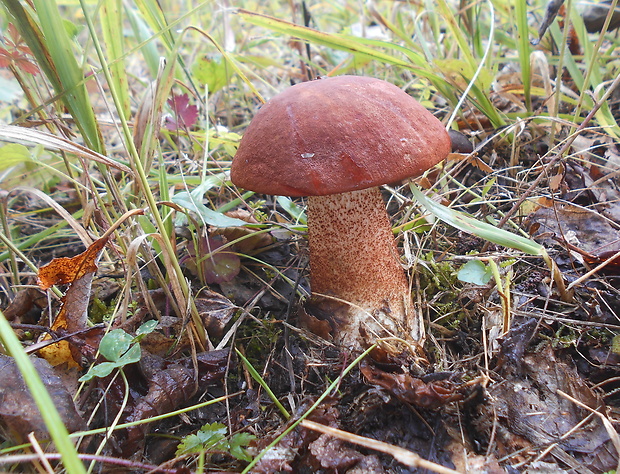 kozák dubový Leccinum aurantiacum (Bull.) Gray