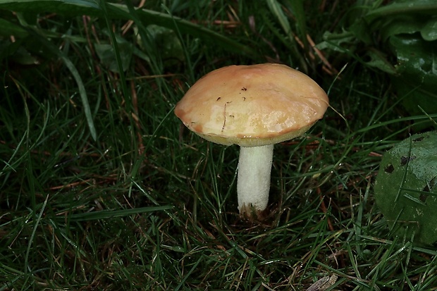 masliak zrnitý Suillus granulatus (L.) Roussel