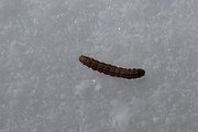 mora metlicová (larva)