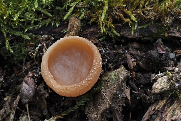 discinka Discina sp.