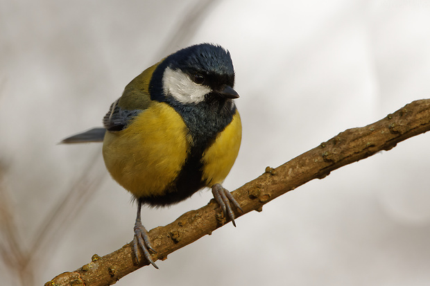 sýkorka veľká Parus major