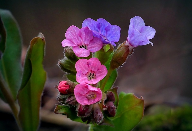 pľúcnik tmavý Pulmonaria obscura Dumort.