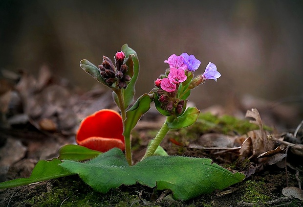 pľúcnik tmavý Pulmonaria obscura Dumort.