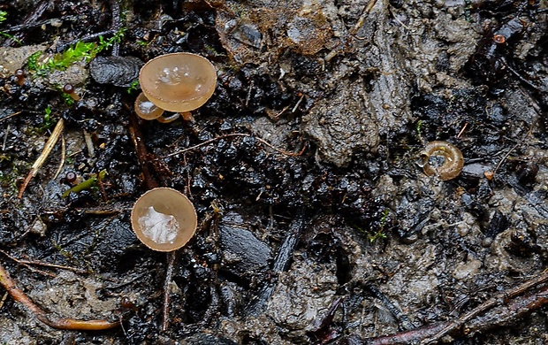 jahňadka obyčajná Ciboria amentacea (Balb.) Fuckel