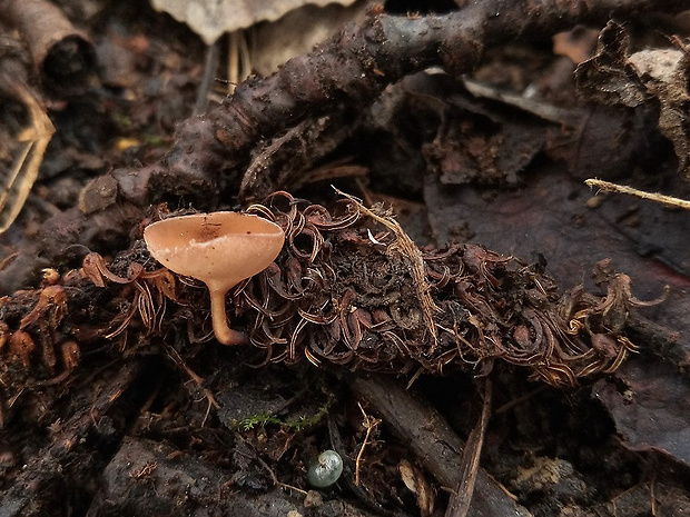 jahňadka obyčajná Ciboria amentacea (Balb.) Fuckel