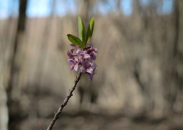 lykovec jedovatý Daphne mezereum L.