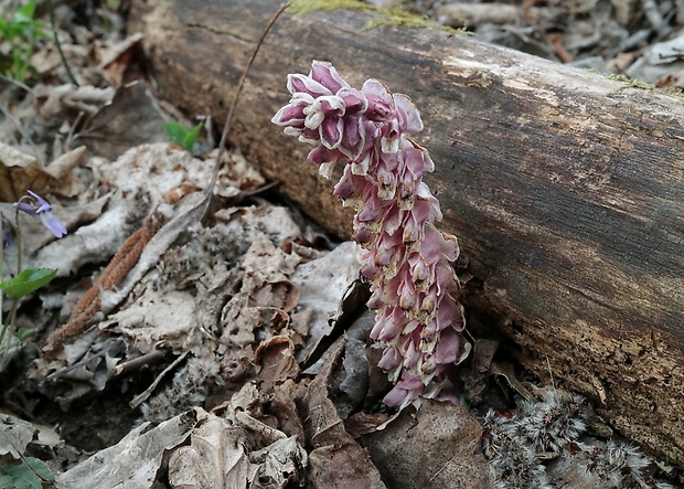 zubovník šupinatý Lathraea squamaria L.