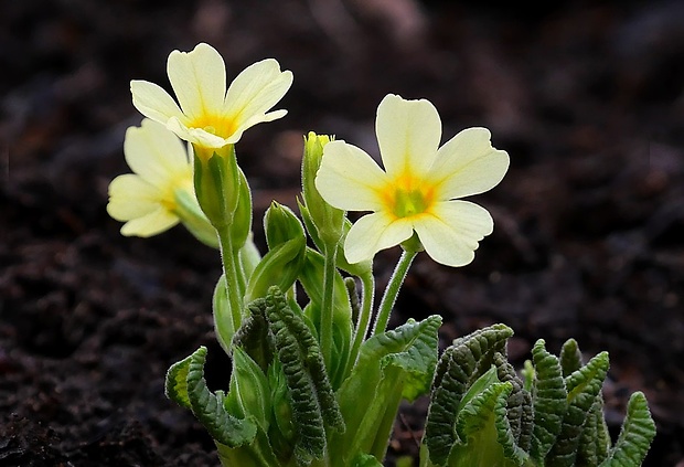 prvosienka vyššia Primula elatior (L.) L.