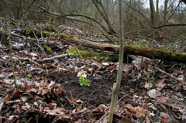 prvosienka vyššia - skorý biotop Primula elatior (L.) L.