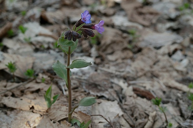 pľúcnik lekársky Pulmonaria officinalis L.