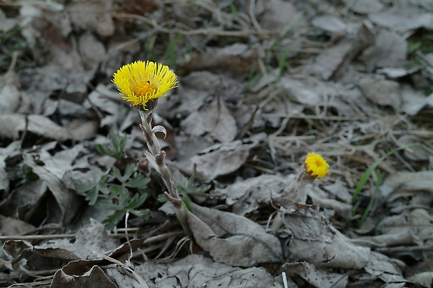 podbeľ liečivý Tussilago farfara L.