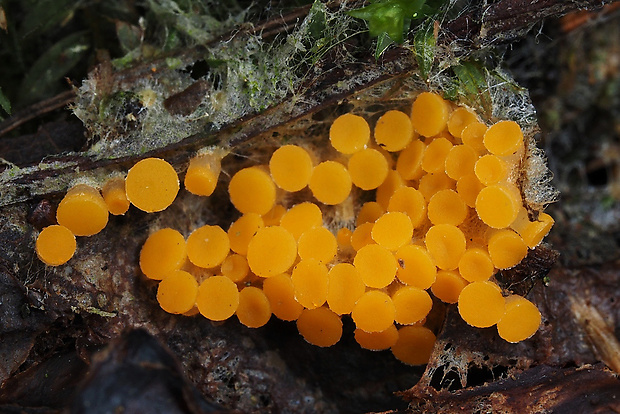 vláknohlivka Byssonectria sp.