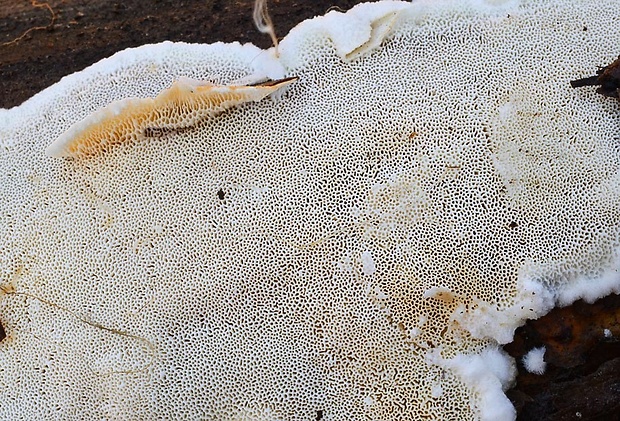 diplomitopórovec popolavý Cinereomyces lindbladii (Berk.) Jülich