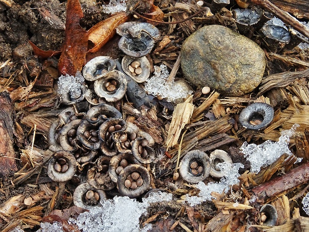 čiaškovec hladký Cyathus olla (Batsch) Pers.