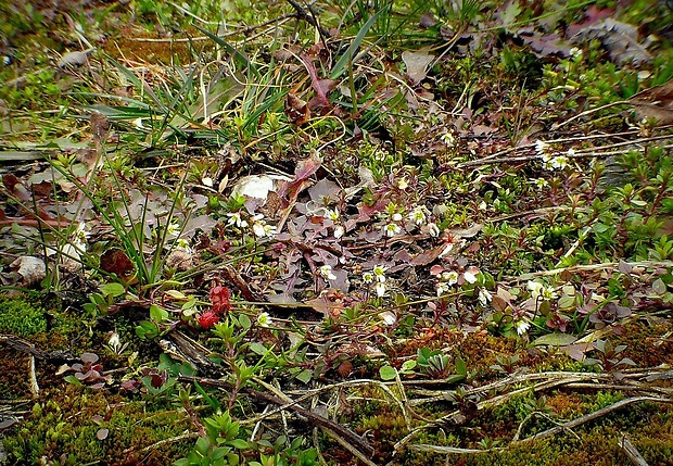 jarmilka jarná Erophila verna (L.) Chevall