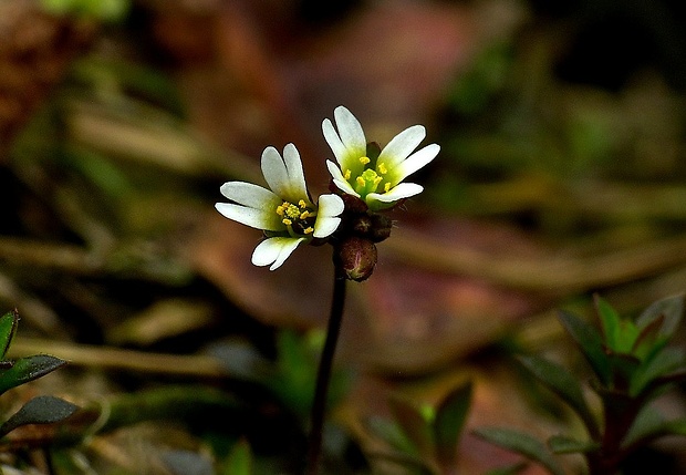 jarmilka jarná Erophila verna (L.) Chevall