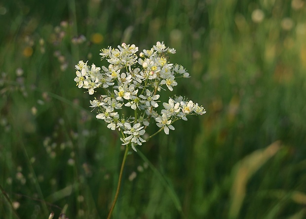 túžobník obyčajný Filipendula vulgaris Moench