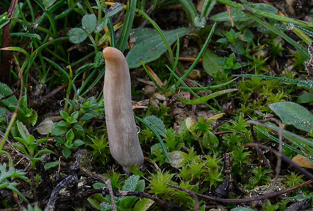 hrotovka stepná Galeropsis desertorum Velen. & Dvořák