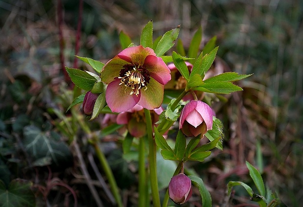 čemerica Helleborus orientalis Lam.