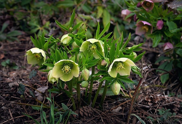 čemerica Helleborus orientalis Lam.