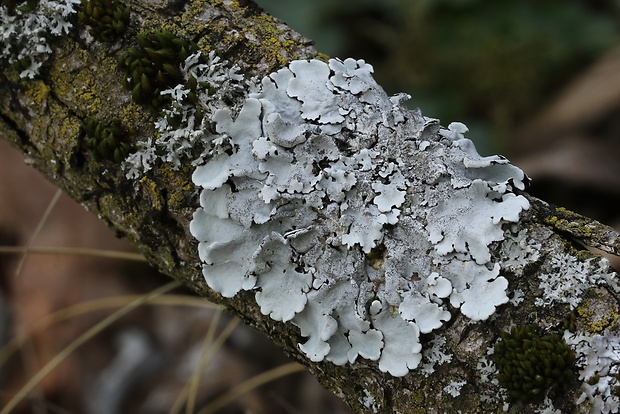 diskovka lipová Parmelina tiliacea (Hoffm.) Hale