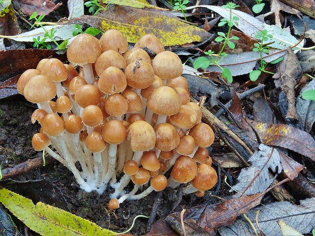 drobuľka trsovitá Psathyrella multipedata (Peck) A.H. Sm.