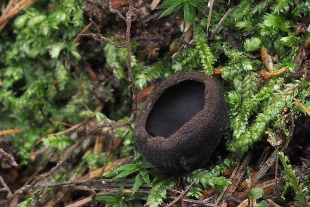 misôčka Pseudoplectania sp.