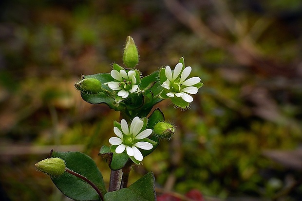 hviezdica prostredná Stellaria media (L.) Vill.