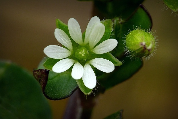 hviezdica prostredná Stellaria media (L.) Vill.