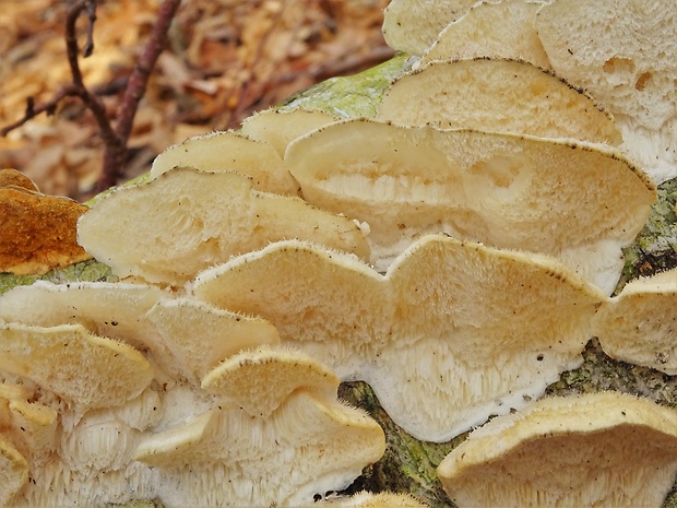 trúdnikovec zamatový Trametes pubescens (Schumach.) Pilát