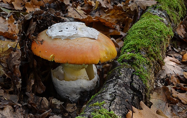 muchotrávka cisárska Amanita caesarea (Scop.) Pers.