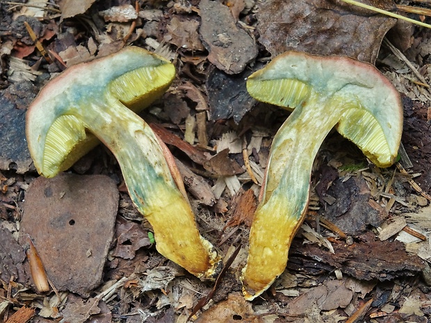 suchohríb pieskomilný Hortiboletus bubalinus (Oolbekk. & Duin) L. Albert & Dima