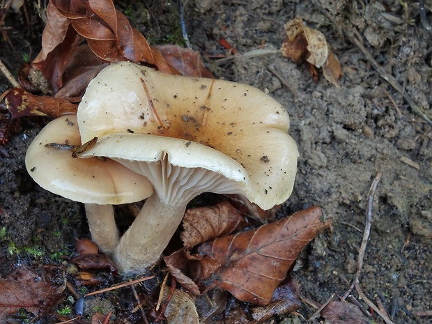 šťavnačka terčovitá Hygrophorus discoideus (Pers.) Fr.