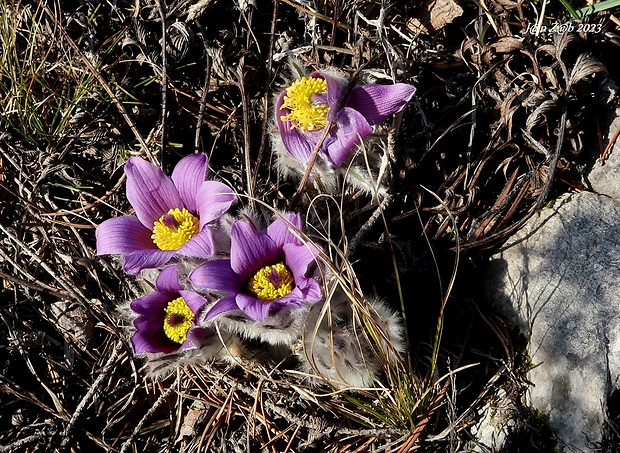 poniklec slovenský Pulsatilla slavica Reuss