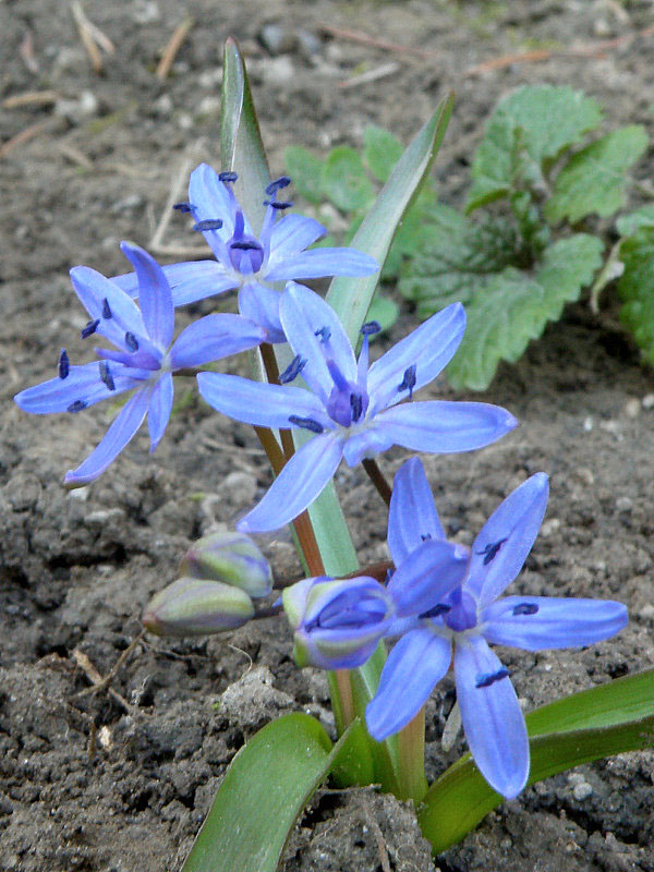 scila viedenská Scilla vindobonensis Speta